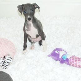 Milania Girl 2 - Blue female Italian Greyhound puppy in Sparta, Tennessee from Summerwind Kennel