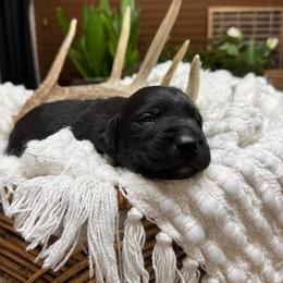 Girl 4 - female Labrador Retriever puppy in Petersboro, Utah from Chris Kolste