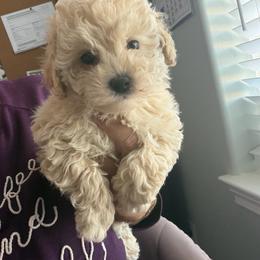 Sir Archie - Apricot male Maltipoo puppy in Southern,, California from Maltipoo Tiny Pups & More