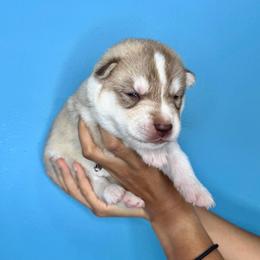 Wishbone - Red and white male Siberian Husky puppy in Knoxville, Tennessee from The Siberian Empire