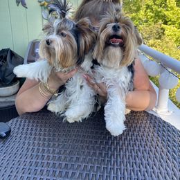 Biewer Terrier All Grown Up from Puppy boutique