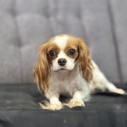 Squirt - Cavalier King Charles Spaniel