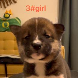 Girl 3 - Sesame female Shiba Inu puppy in Wildomar, California from Almond & Sesame