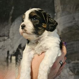 Tess - Black and tan female Cavapoo puppy in Underwood, Minnesota from Tru Cuddle Pups