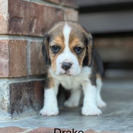 Drake - Black tan and white male Beagle puppy in Mansfield, Missouri from Rippee Creek Kennel