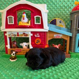 Forrest - Black male Shih Tzu puppy in Success, Missouri from Sweet Success