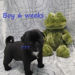 Black Boy - Black male Pug puppy in Medina, Ohio from T Tiny Treasures