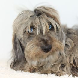 Bristol - Dachshund