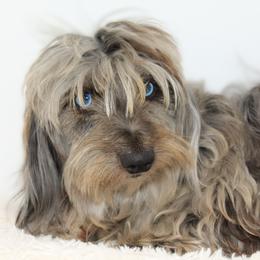 Bristol - Dachshund