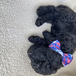Goldendoodle Puppies from Luneckas Litters