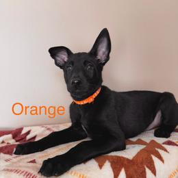 Orange - Black male Belgian Malinois puppy in Muskegon, Michigan from Red Acres Working Line K9s