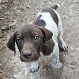 Mobey - White and liver German Shorthaired Pointer puppy in Bartlett, Tennessee from Pickett's Pride
