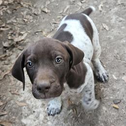 Mobey - White and liver German Shorthaired Pointer puppy in Bartlett, Tennessee from Pickett's Pride