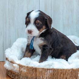 Bernedoodle and Cavapoo Puppies from Positively Doodles