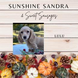 Lulu - Dachshund