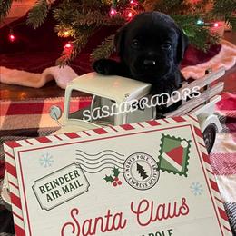 Boy 1 - Black male Labrador Retriever puppy in Palmdale, California from Sweet As Sugar Labradors