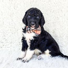 Stanley - Parti male Poodle puppy in Gaylord, Michigan from Dog Mom Co. Poodles