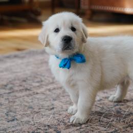 Mr Blue - Light golden male Golden Retriever puppy in Bedford, Indiana from Indiana Goldens