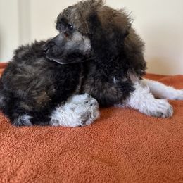 Poodle Puppies from Paddock's Purebred Poodles