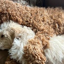 Goldendoodles from Mini Doodles Dandy