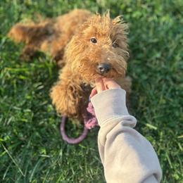Kovu - Goldendoodle