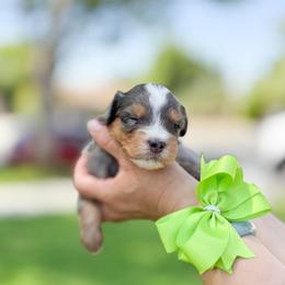 Maverick - Merle male Bernedoodle puppy in Ontario, California from Teddy Doodles & Standard Poodles