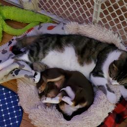 Chihuahua Puppies from Fine Whines & Lickers