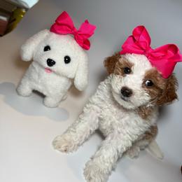 AKC Tiny Honey - Female - 1 pound at 6 weeks - Parti female Poodle puppy in Tampa, Florida from The Sweet Life of a Toy Poodle