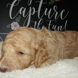 Goldendoodle and Poodle Puppies from David & Patricia Elliott