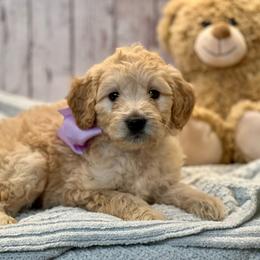 Lacey - Cream female Goldendoodle puppy in The Woodlands, Texas from Gracie's Goldendoodles and Bernedoodles