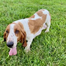 Mini - Basset Hound