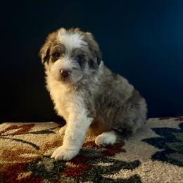 Bobby - Red merle male Aussiedoodle puppy in Sheridan, Arkansas from Runnin’ Wild Ranch Aussies