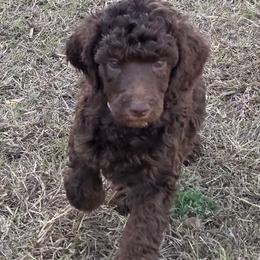 Purple- Cindy Lou - Brown female Poodle puppy in Copperas Cove, Texas from Poodles of Valor