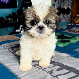 Honey - Tricolor female Shih Tzu puppy in Stroudsburg, Pennsylvania from Puppyville Pa Shih Tzu & frenchies