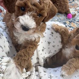 Belle - Red  female Goldendoodle puppy in Berlin, Ohio from Doodle Babys