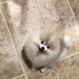 Pomeranian Puppies from Pardi Poms