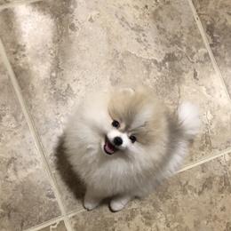 Pomeranian Puppies from Pardi Poms