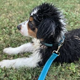 H.I - Black tri-color male Australian Shepherd puppy in Tulsa, Oklahoma from Mad Ranch