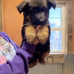 Snowflake - Black and red female German Shepherd puppy in Ridgeville, Indiana from McCord’s Standard Aussies