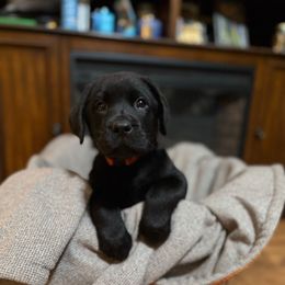 Orange collar - Black male Labrador Retriever puppy in Dayton, Tennessee from Whiskey Mountain Labradors