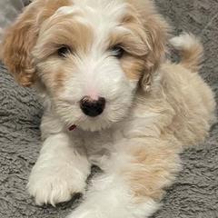 Double Doodles from Desert Double Doods