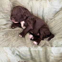 Espresso - Chocolate male Labradoodle puppy in Clovis, California from Delta Doodless