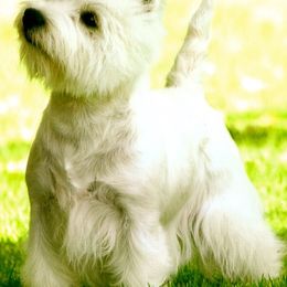 West Highland White Terriers from Darling Westies