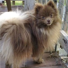 Dusty - Pomeranian