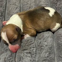 Lucky - Red male Italian Greyhound puppy in New Port Richey, Florida from The Noodle Nest