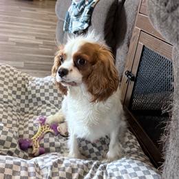 Precious - Cavalier King Charles Spaniel