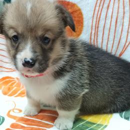 Pembroke Welsh Corgi Puppies from Episode Corgis