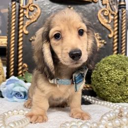 Boy 4 - Cream male Dachshund puppy in Collins, Georgia from Liberty Longhair Dachshunds