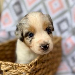 Daisy - Blue merle female Australian Shepherd puppy in Clover, South Carolina from Jo’s Aussies