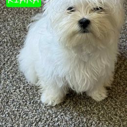 Kiara - Maltese